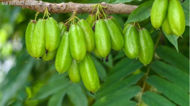 Manfaat Dari Belimbing Wuluh - Si Kecil Penuh Khasiat